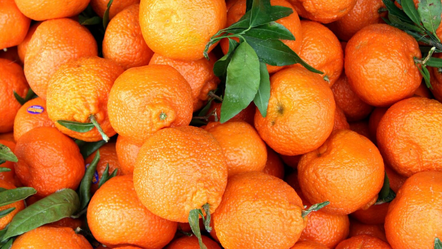 What type of mandarins are seedless? JustALittleBite