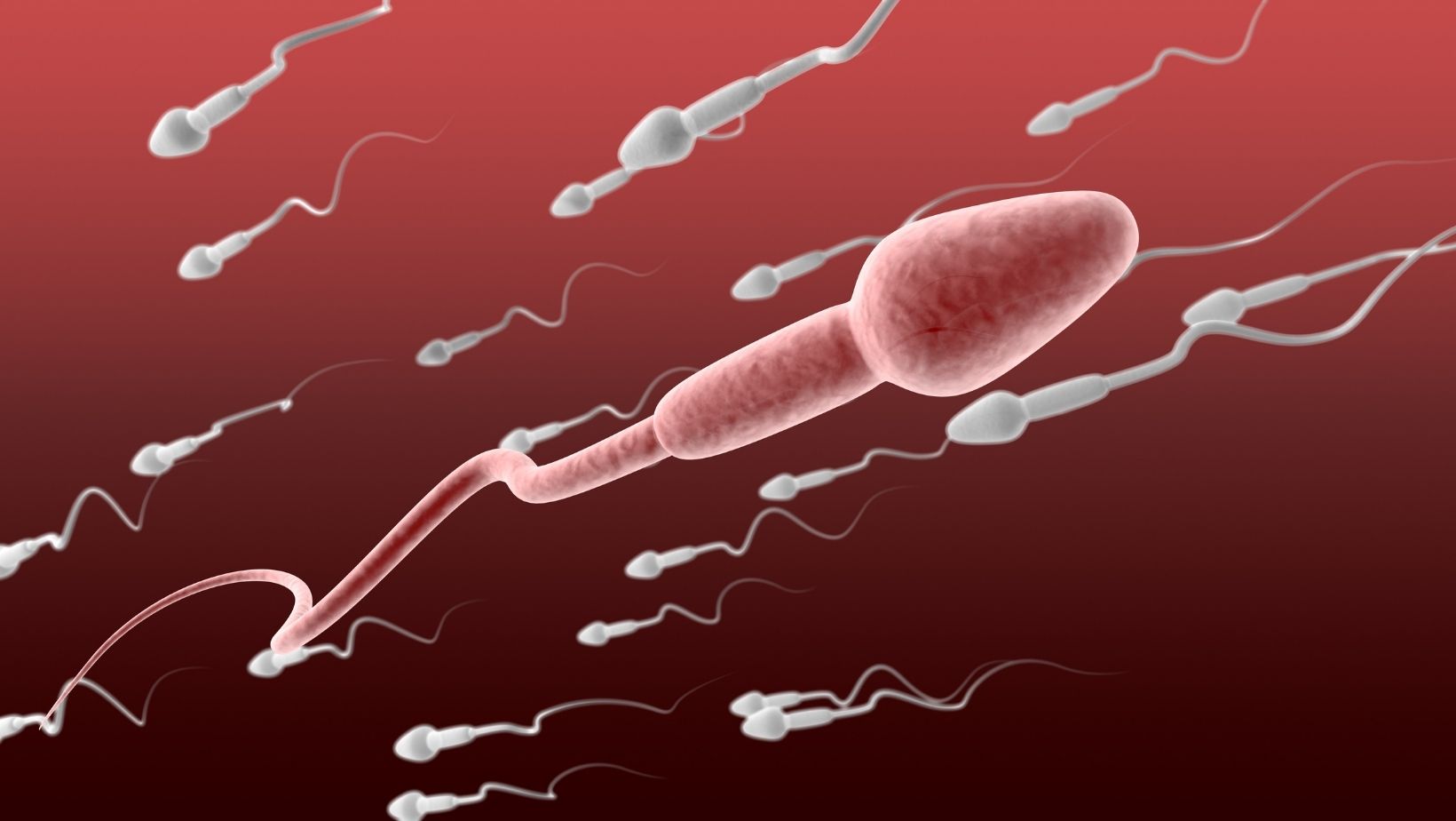 sperm become capable of movement while in the _____.