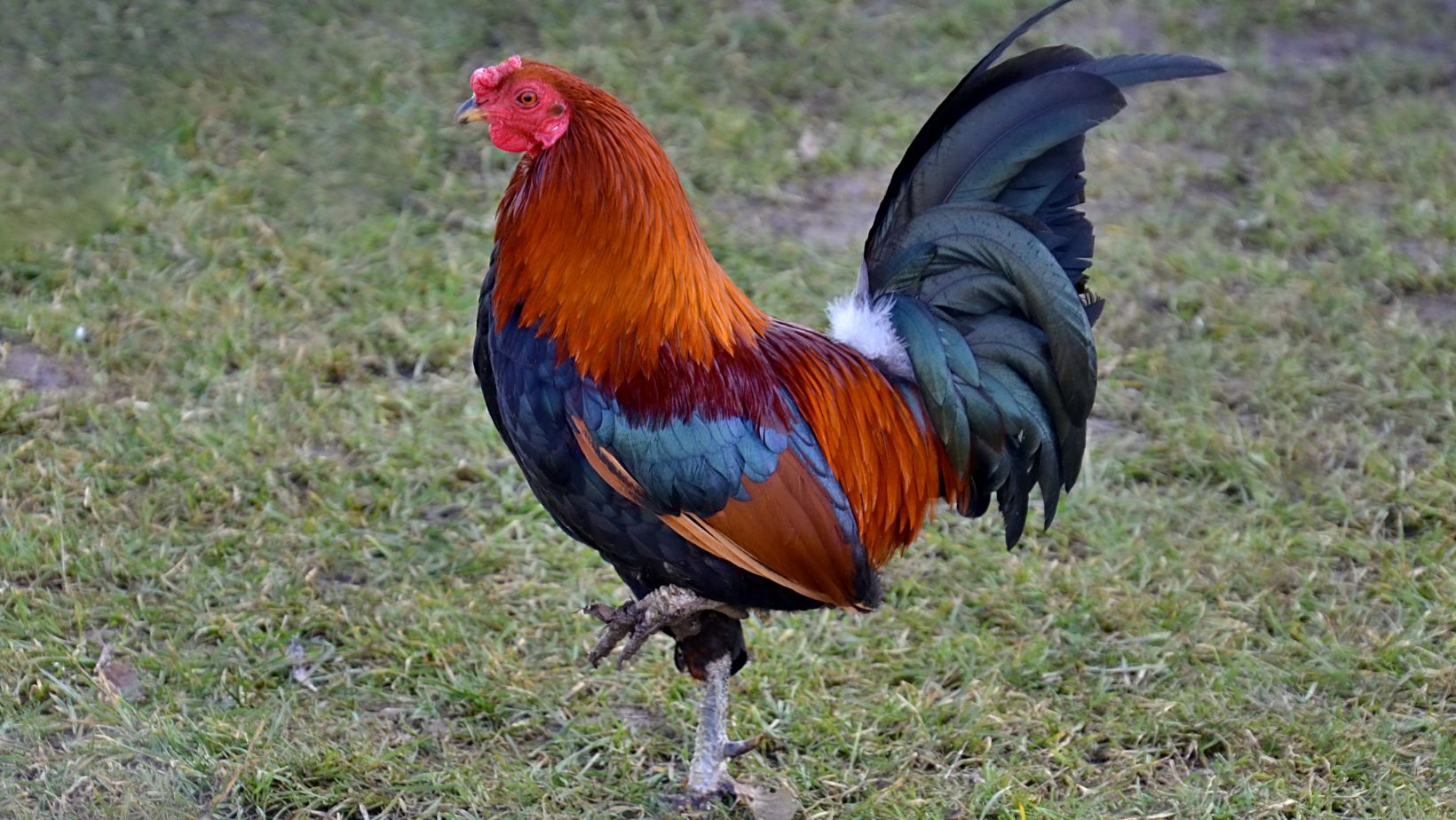 how old does a rooster have to be to breed