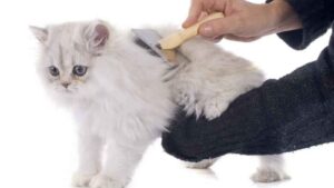 grooming kucing terdekat