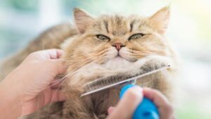 grooming kucing terdekat